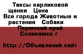 Таксы карликовой щенки › Цена ­ 20 000 - Все города Животные и растения » Собаки   . Пермский край,Соликамск г.